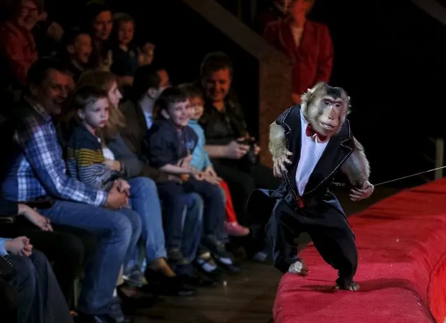 A monkey performs during “Stars and starlets”, a new programme, at the National Circus in the Ukrainian capital of Kiev April 30, 2015. (Photo by Gleb Garanich/Reuters)