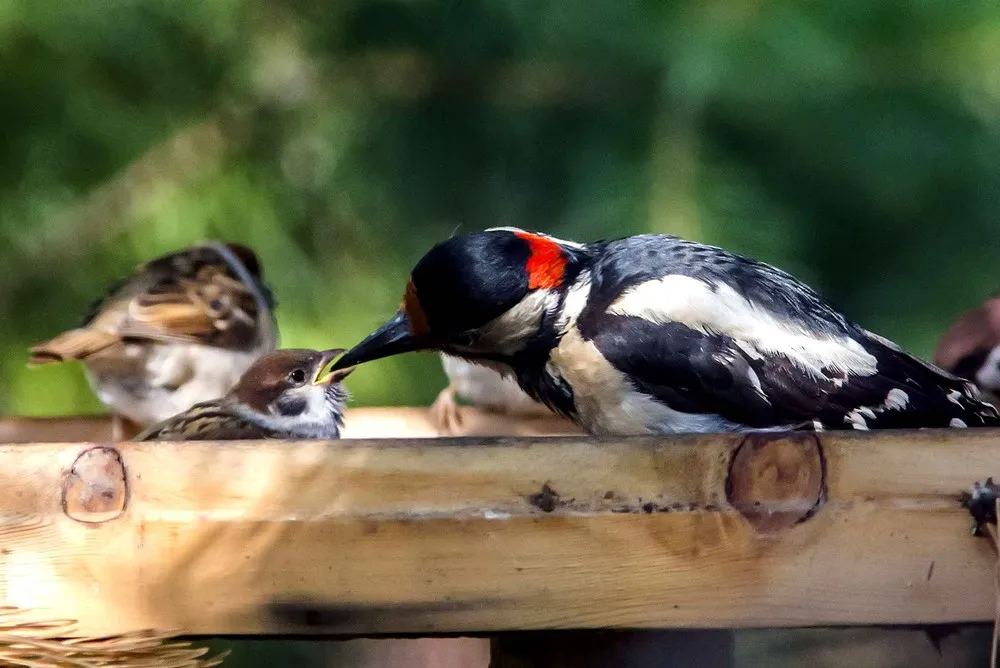 Simply Some Photos, Part 2/2