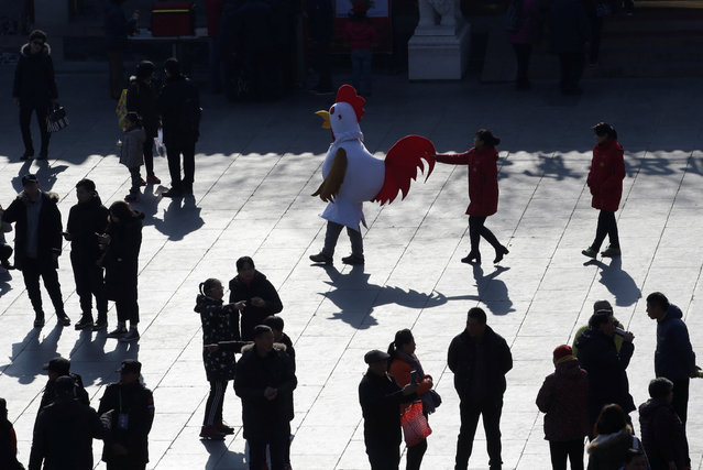 A performer dressed as a rooster walks during a temple fair at Badachu park as the Chinese Lunar New Year, which welcomes the Year of the Rooster, is celebrated in Beijing, China, January 31, 2017. (Photo by Jason Lee/Reuters)