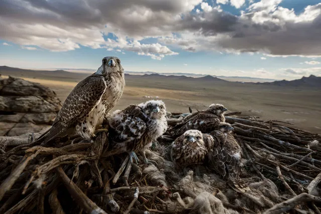 A wild Saker Falcon mother and her chicks high over the steppe of Central Mongolia. (Photo by Brent Stirton/Getty Images for National Geographic/World Press Photo 2019)