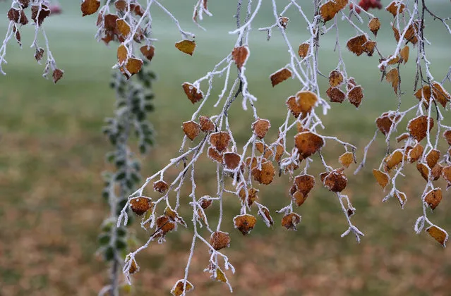 Autumn birch leaves are covered with frost in Oy-Mittelberg, southern Germany on November 18, 2018, (Photo by Karl-Josef Hildenbrand/AFP Photo)