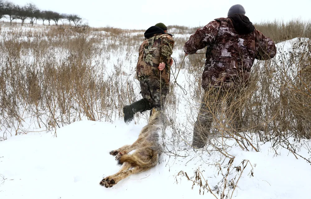 Wolf-hunting near the Chernobyl Zone