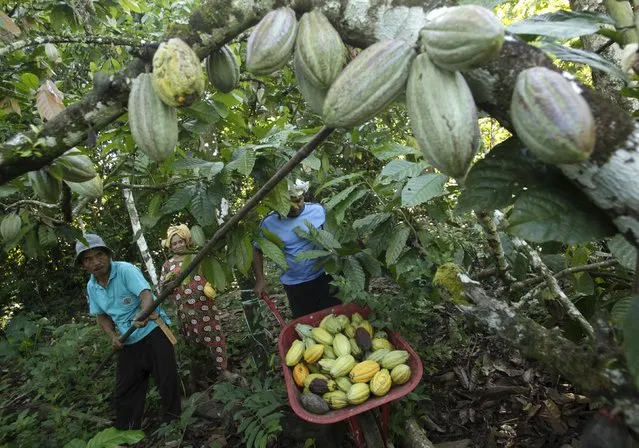 Farmers harvest cocoa fruits at a plantation in Gantarang Keke Village, South Sulawesi, Indonesia May 8, 2015. (Photo by Yusuf Ahmad/Reuters)