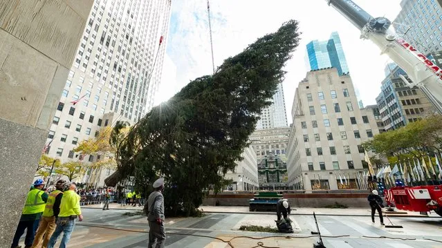 The partially wrapped 2021 Rockefeller Center Christmas tree, a 79-foot tall, 12-ton Norway Spruce from Elkton, Md., is lifted by a crane, Saturday, November 13, 2021, in New York. The tree, for the first time from Maryland, will be lit on Wednesday, Dec. 1. (Photo by Diane Bondareff/AP Images for Tishman Speyer)