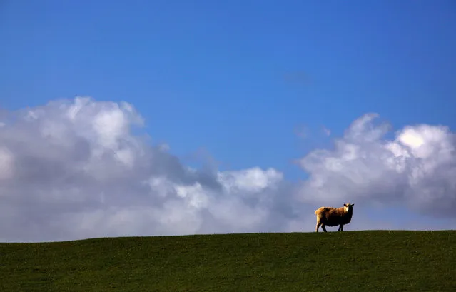 A sheep grazes atop a hill in a paddock located on the outskirts of the city of New Plymouth, New Zealand September 14, 2011. Global watchdog Transparency International said on Wednesday its latest annual Corruption Perceptions Index report showed pervasive public-sector corruption around the world. Sixty-nine percent of 176 countries scored below 50 on the index scale of 0 to 100, with 0 perceived to be highly corrupt and 100 considered “very clean”. Denmark and New Zealand performed best in 2016, with scores of 90. Somalia remained the worst performer with a score of 10, followed by South Sudan, with a score of 11. (Photo by David Gray/Reuters)