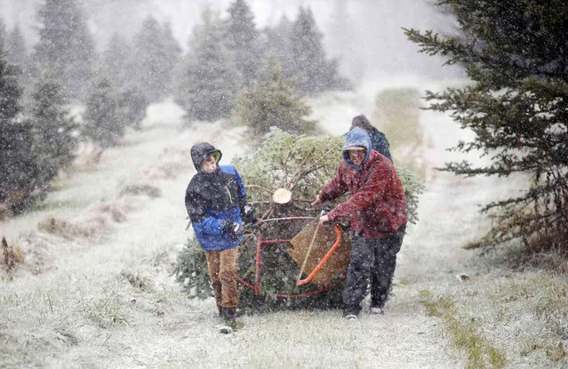 Despite the worsening conditions, Cayden Duryea, 11, left, TJ Smachetti, right, and Duryea's mother Leticia, back, are determined to keep the tradition of cutting down their perfect Christmas tree on the day after Thanksgiving alive at Chanticleer Farms, Friday, November 26, 2021, in Pittsfield, Mass. “My family may have had the right idea when they suggested we come on Sunday this year”, Smachetti joked through the blowing wind and snow. (Photo by Stephanie Zollshan/The Berkshire Eagle via AP Photo)