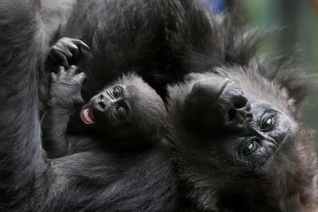 A critically endangered Western Lowland Gorilla mother holds her baby, one of two babies born at the zoo in Jan. and Feb. this year, at London Zoo in London, Monday, March 25, 2024. (Photo by Kirsty Wigglesworth/AP Photo)