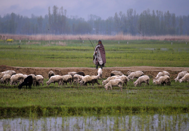 A Kashmiri farmer watches his sheep as they pasture beside a flooded paddy field in Srinagar, India, April 4, 2016. (Photo by Danish Ismail/Reuters)