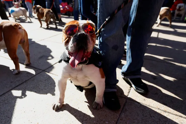 English Bulldogs wearing sunglasses take part with their owners in a parade where more than 900 English Bulldogs participate to set the Guinness World Records for the largest Bulldog walk in Mexico City, Mexico February 26, 2017. (Photo by Carlos Jasso/Reuters)