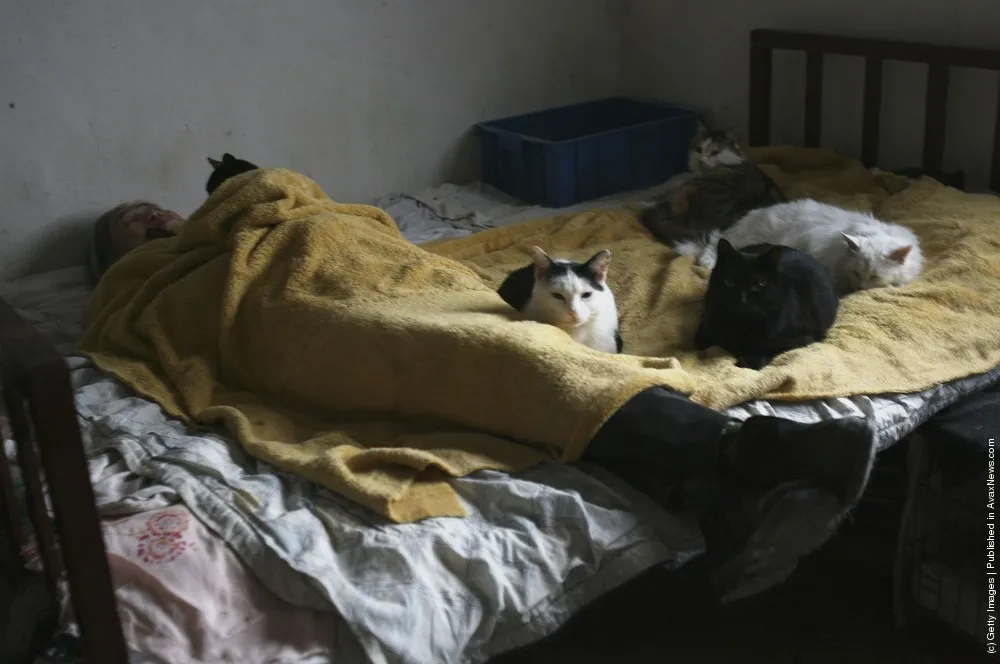 Animal Lover Duo Zirong's Family And Their Adopted Cats