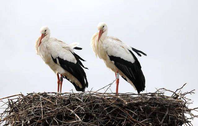 Two white storks (Ciconia ciconia) stand on a nest in Linkenheim near Karlsruhe, Germany on March 1, 2017. The mating season of the white stork occurs from the beginning of March to the middle of May. (Photo by Ronald Wittek/EPA)