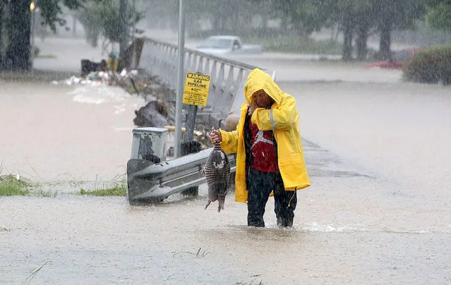 As Greens Bayou starts to crest its' banks, a man rescues a armadillo from flood waters in Houston, Texas, Monday, April 18, 2016. Storms have dumped more than a foot of rain in the Houston area, flooding dozens of neighborhoods and forcing the closure of city offices and the suspension of public transit. (Photo by Steve Gonzales/Houston Chronicle via AP Photo)