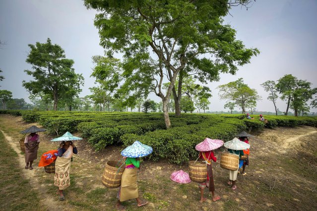 Tea garden laborers leave at the end of their work day, in Marioni in upper Assam, India, April 16, 2024. (Photo by Anupam Nath/AP Photo)
