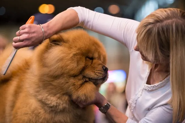 A woman grooms her Chow Chow dog dog on the second day of the Crufts dog show at the National Exhibition Centre in Birmingham, central England, on March 10, 2017. (Photo by Oli Scarff/AFP Photo)