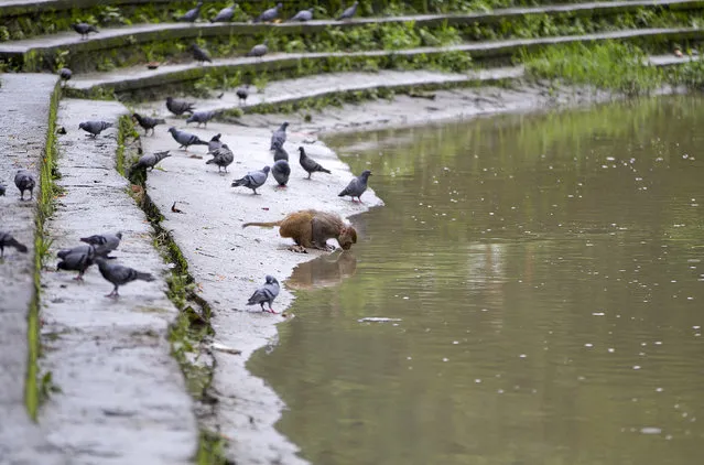 In this July 10, 2019, photo, a monkey drinks water from the Bagmati river near Pashupatinath temple in Kathmandu, Nepal. Thousands of monkeys live in the forest around the temple. Lately the monkeys from Pashupati have been wandering further away from the temple and forest area in search of food. The temple is revered by Hindus and draws pilgrims come from all over the world. The monkeys are a key feature of the temple area. (Photo by Niranjan Shrestha/AP Photo)