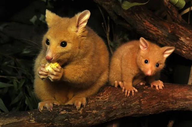 Golden Brushtail Possum