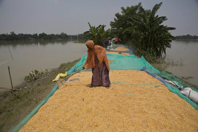A flood-affected woman dries corn that got wet in the floods, on an embankment near her temporary shelter in Gagalmari, east of Gauhati, capital of the northeastern Indian state of Assam, Friday, July 19, 2019. In the Indian state of Assam, officials said floodwaters have killed more than a dozen people and brought misery to some 4.5 million. (Photo by Anupam Nath/AP Photo)