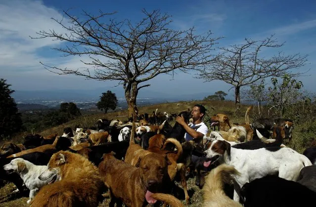 Alvaro Saumet plays with stray dogs at Territorio de Zaguates or “Land of the Strays” dog sanctuary in Carrizal de Alajuela, Costa Rica, April 22, 2016. (Photo by Juan Carlos Ulate/Reuters)