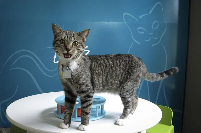 A cat stands on a table at the cat cafe in New York April 23, 2014. The cat cafe is a pop-up promotional cafe that features cats and beverages in the Bowery section of Manhattan. (Photo by Carlo Allegri/Reuters)