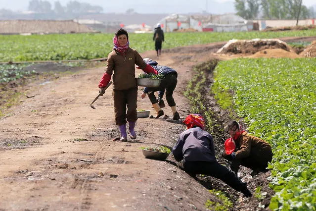 People work in a field just outside Pyongyang, North Korea May 4, 2016. (Photo by Damir Sagolj/Reuters)