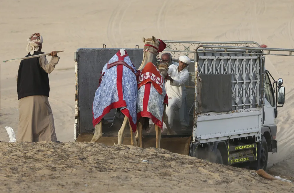 Camel Racing in Dubai