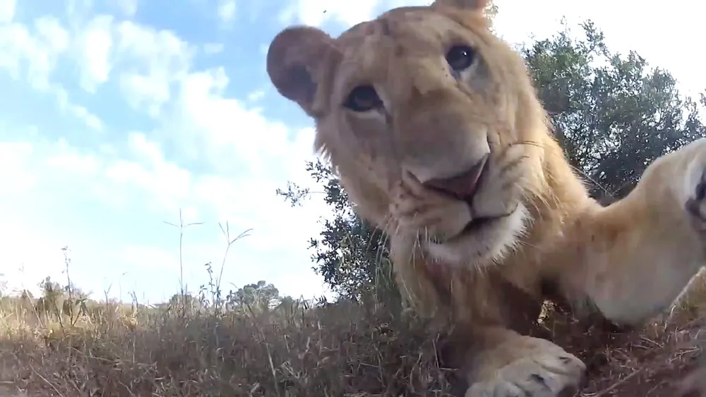 Wildlife from a Toy Car