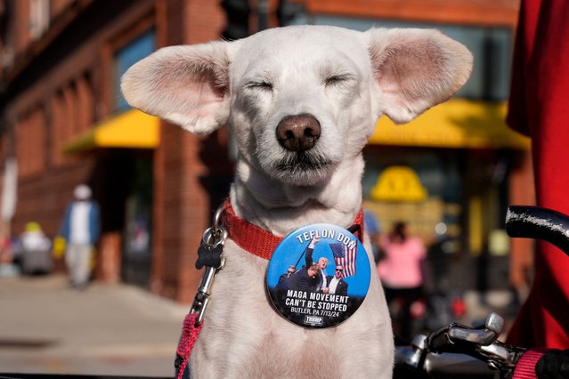 Wags the dog wears a button featuring a photo of the moment after the attempted assassination on former president Donald Trump outside the Fiserv Forum during the third day of the 2024 Republican National Convention in Milwaukee, Wisconsin, on July 17, 2024. Days after he survived an assassination attempt Donald Trump won formal nomination as the Republican presidential candidate and picked Ohio US Senator J.D. Vance for running mate. (Photo by Nick Oxford/AFP Photo)