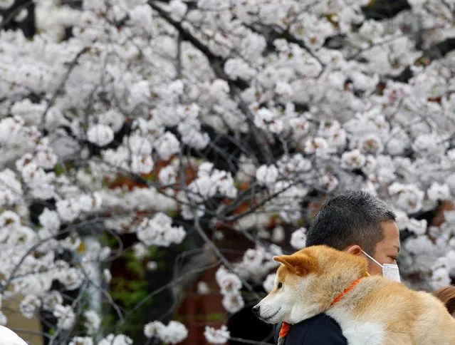 A man holding a pet dog walks past blooming cherry blossoms along the Meguro river in Tokyo, Japan, March 27, 2022. (Photo by Kim Kyung-Hoon/Reuters)