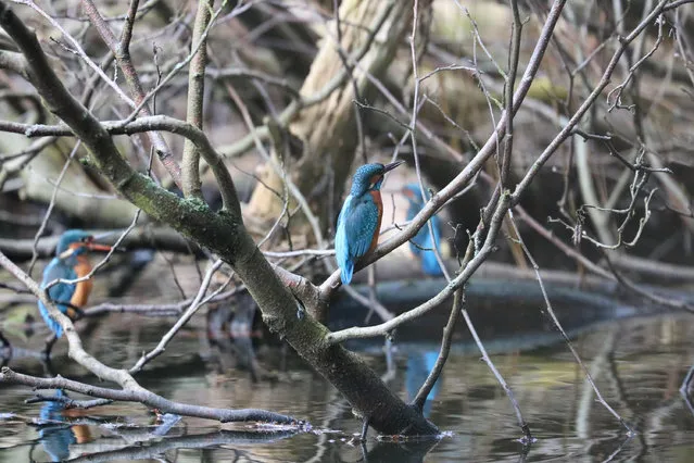 Three kingfishers on London’s Hampstead Heath, UK. Kingfishers usually nest in sandy riverbanks – an ecology which doesn’t naturally exist on Hampstead Heath. Around 20 years ago an artificial bank was created out of a sand and cement mix to encourage breeding and has proved a successful habitat for the birds in the city. (Photo by Susanna Lascelles)
