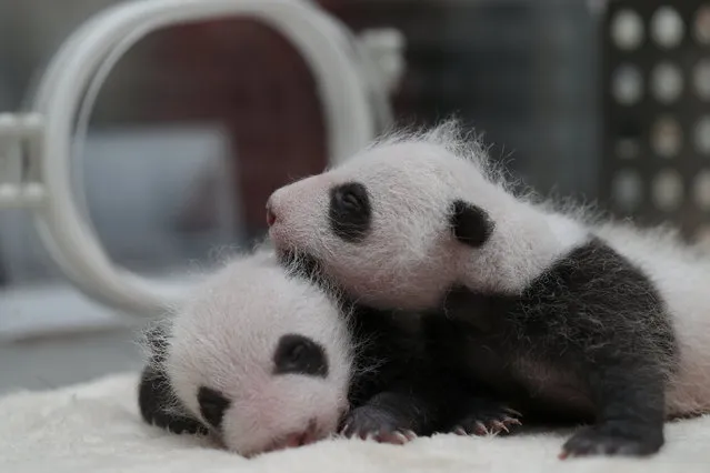 Twin panda cubs, born on April 24 in captivity, are pictured in an incubator at Chengdu Research Base of Giant Panda Breeding in Sichuan province, China May 23, 2017. (Photo by Reuters/China Daily)