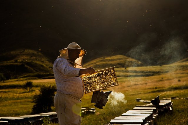 Beekeepers check the fullness of the frames in the bee hives with a great effort in Tatvan district of Bitlis, Turkiye on July 16, 2024. The harvest period, which started at the end of the spring season with the warming of the weather, gains momentum during the summer. (Photo by Mustafa Kilic/Anadolu via Getty Images)