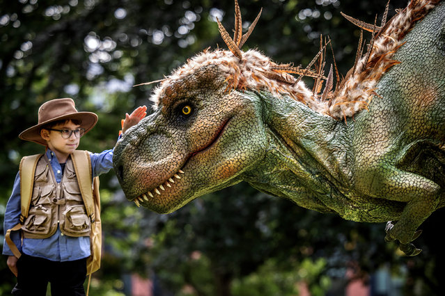 Dinosaur expert Jason Hyde, 5, gets to know Bruno the T Rex on August 29, 2024. As the summer holidays draw to a close, parents and children enjoy Dinosaur-themed fun in Darlington town centre, UK, including a T-Rex walk and dino trail. (Photo by James Glossop/ The Times & Sunday Times)