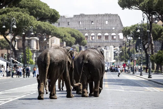 Elephants take part in the filming of the movie “Il Sol dell'Avvenire” (The Sun of the Future) by Italian director Nanni Moretti on Fori Imperiali street in Rome, Italy, 11 May 2022. (Photo by Massimo Percossi/EPA/EFE)
