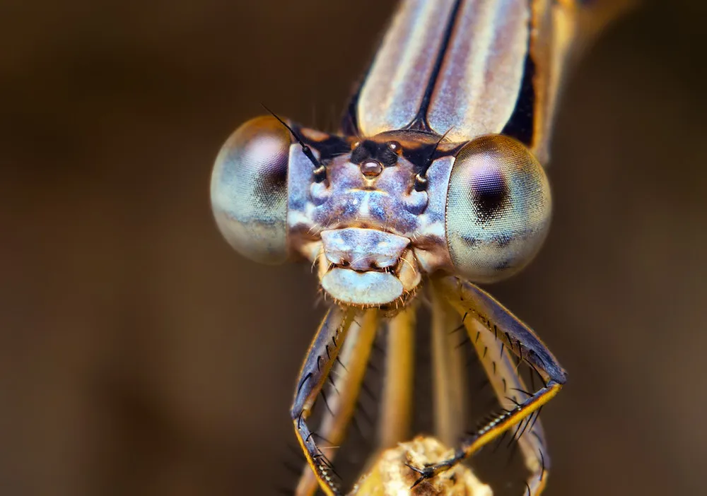 Photographers: Thomas Shahan. Insects Close-Up