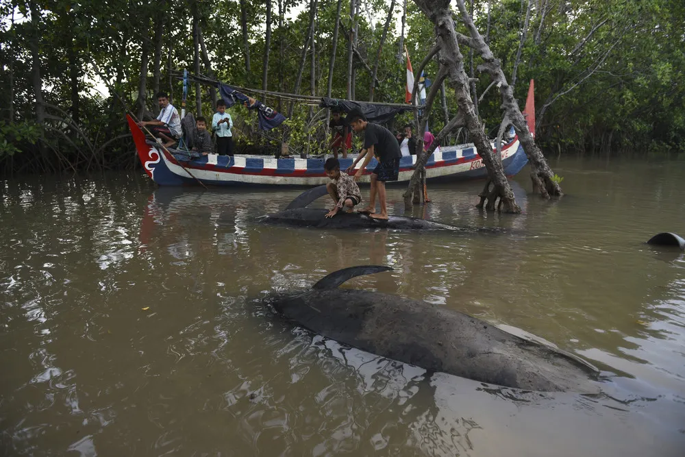 Dozens of Whales Stranded in Indonesia's Java Island