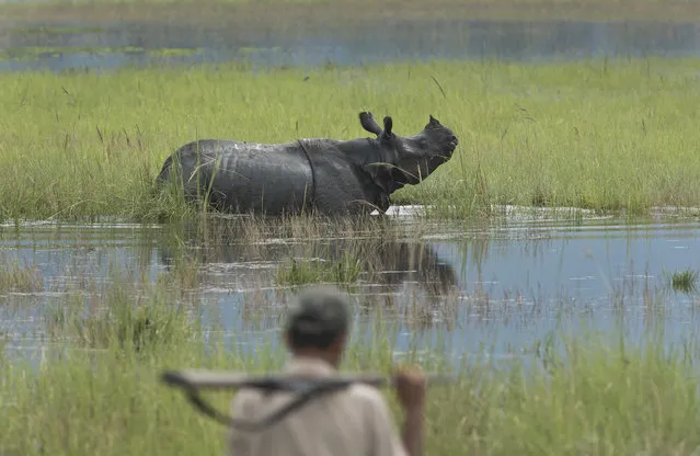 A forest official watches a One horned Rhinos wades through flooded water in Kaziranga national park in Kaziranga, 250 kilometers (156 miles) east of Gauhati, India, Monday, July 10, 2017. (Photo by Anupam Nath/AP Photo)
