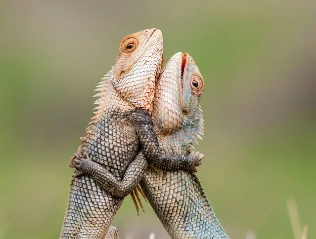 The males, of the Oriental Garden species, are battling over territory in Solapur in the Maharashtra state, India on May 20, 2022. Occasionally, the tussle can be brutal, ending in a fatality with one lizard biting another to encourage them to retreat. (Photo by Ratnakar Hiremath/Solent News)