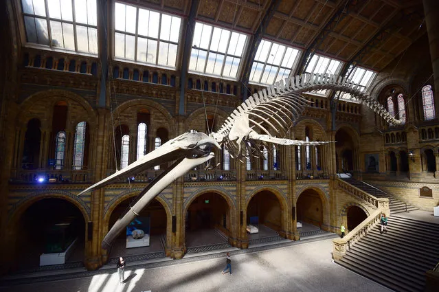 A giant blue whale skeleton is unveiled in the Hintze Hall at the Natural History Museum, London, Britain July 13, 2017. (Photo by Hannah McKay/Reuters)