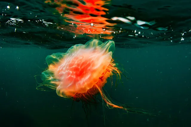A giant jellyfish in Peter the Great Gulf in the Sea of Japan, Primorye Territory, Russia on June 29, 2021. (Photo by Yuri Smityuk/TASS)