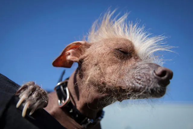 Ugly dog contestant Icky, owned by Jon Adler waits for the start of the annual 2016 World's Ugliest Dog Contest at the Sonoma-Marin Fair in Petaluma, California, USA, 24 June 2016. (Photo by Peter Dasilva/EPA)