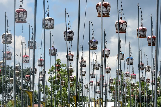 Birds sit in cages during a bird singing competition in Thailand's southern province of Narathiwat on September 25, 2024. Some 2,500 birds from Thailand, Malaysia and Singapore were entered in the annual contest. (Photo by Madaree Tohlala/AFP Photo)