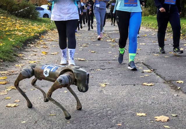 A robotic dog of the National Guard of Ukraine takes part in the Run4Victory charity marathon, amid Russia's attack on Ukraine, in Kyiv, Ukraine on October 27, 2024. (Photo by Oleksandr Klymenko/Reuters)