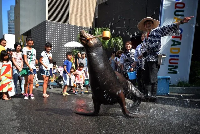 Male sea lion “Pucchi” uses a ladle to sprinkle water onto the pavement along with children (L) near his aquarium at the Aqua Stadium in Tokyo on August 1, 2014. Pucci's act was part of a “cool down campaign” as Tokyo's temperature soared over 33 degree Celsius (92F). (Photo by Yoshikazu Tsuno/AFP Photo)