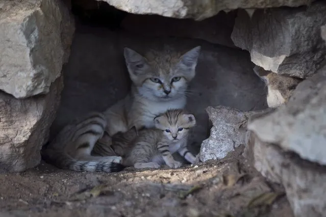 Rotem, a sand cat, is pictured with her three kittens at the Safari in Ramat Gan, near Tel Aviv, August 18, 2015. Rotem gave birth to her kittens three weeks ago. The species is listed as near threatened and extinct from Israel, according to the zoo's staff. (Photo by Baz Ratner/Reuters)