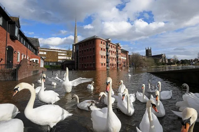 Swans gather on flooded riverside streets, following Storm Jorge, in Worcester, Britain, March 1, 2020. (Photo by Toby Melville/Reuters)