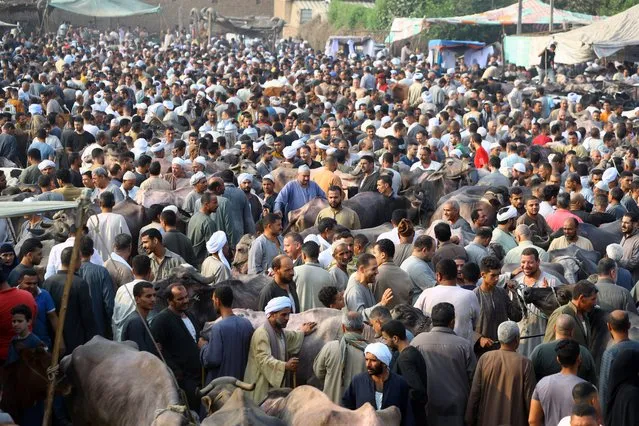 People purchase sacrificial animals ahead of Eid al-Adha at a market in Embama district, Giza, Egypt, 30 June 2022. Eid al-Adha is one of the holiest Muslims holidays of the year. It marks the yearly Muslim pilgrimage, known as Hajj, to visit Mecca. During Eid al-Adha Muslims will slaughter an animal and split the meat into three parts; one for family, one for friends and relatives, and one for the poor and needy. (Photo by EPA/EFE/Stringer)