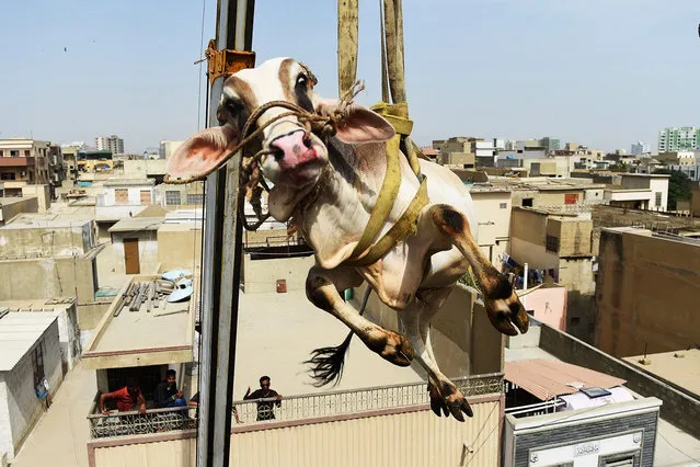 A young bull is lifted from the roof of a building with a crane during preparations for the annual Muslim festival of Eid al-Adha in Karachi on August 20, 2017. The owner has the practise of keeping young animals – three or four bulls and and some goats – on the roof of a four-story building for a year until they are ready for sacrifice. Muslims believe that they will receive more rewards if they raise an animal and sacrifice it after a year or two. (Photo by Rizwan Tabassum/AFP Photo)