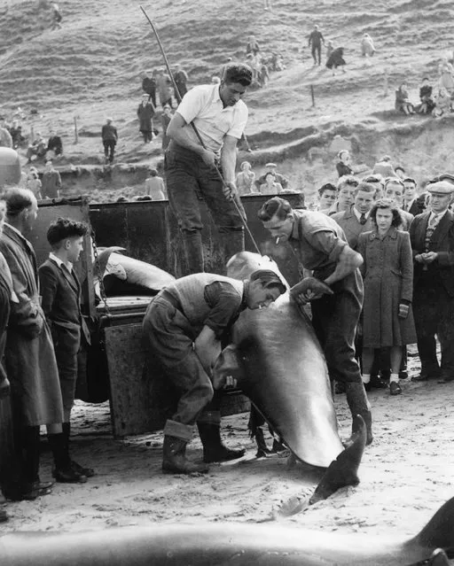 The whales at Thorntonloch, Scotland in 1950. “I was 11 when I went to see the whales stranded on Thorntonloch beach. There were 147 pilot whales, the largest beaching in Scotland, and no one had any idea why they were there. There was a sea of whales stretched along the sand. Some were clearly dead, but many were still alive. When the larger whales, which were more than 20ft long, flapped their tails, people jumped. I was amazed: I’d never seen a whale before, only pictures in a book; there was no television in Scotland until 1952”. (Photo by Sandy Darling/Bulletin and Scots Pictorial)