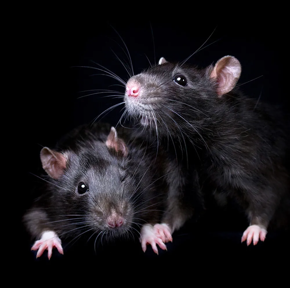 Rat Portraits