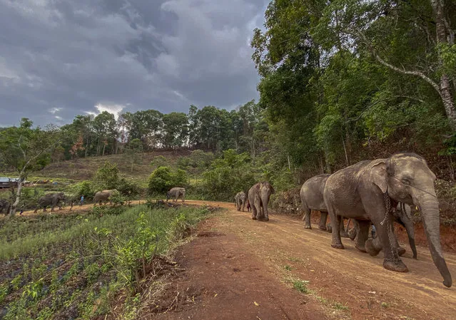 In this Thursday, April 30, 2020, photo provided by the Save Elephant Foundation, a herd of 11 elephants walk along a dirt road during a 150-kilometer (93 mile) journey from Mae Wang to Ban Huay in northern Thailand. Save Elephant Foundation are helping elephants who have lost their jobs at sanctuary parks due to the lack of tourists from the coronavirus pandemic to return home to their natural habitats. (Photo by Save Elephant Foundation via AP Photo)